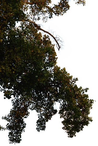 Tree_01